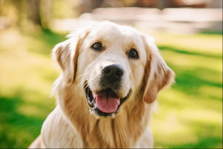 Los perros pueden comer coco, pero en cantidades pequeñas.