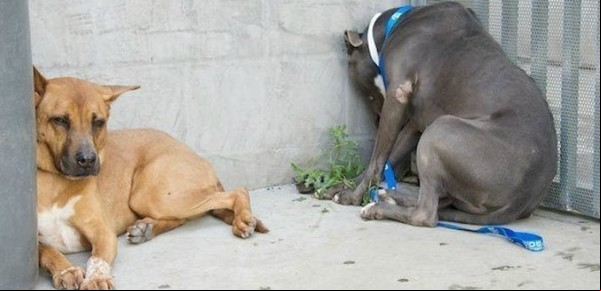 Qué indica si una mascota apoya la cabeza contra la pared