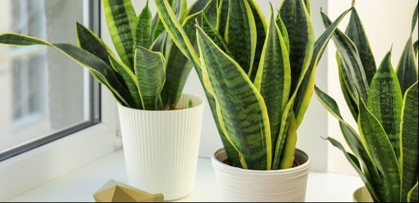 Así se fortalece la lengua de suegra: el truco casero que todos los jardineros usan para tener hojas largas y hermosas