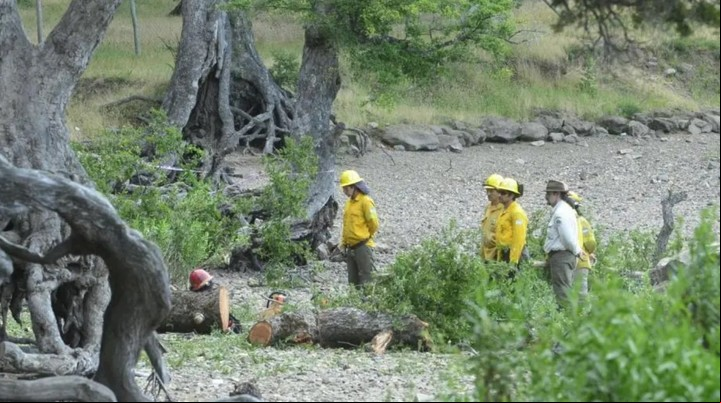 El árbol caído. Foto: Gentileza Diario de Río Negro.