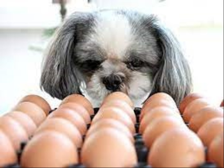 Qué nutrientes le aportan los huevos al perro./ Foto: La Vanguardia.