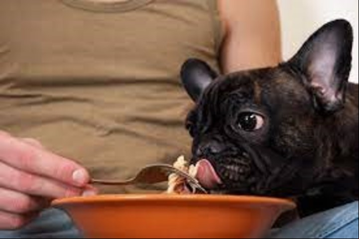 Perro comiendo pasta con su dueño. Foto Blog de Kalivo Seguro para perros.