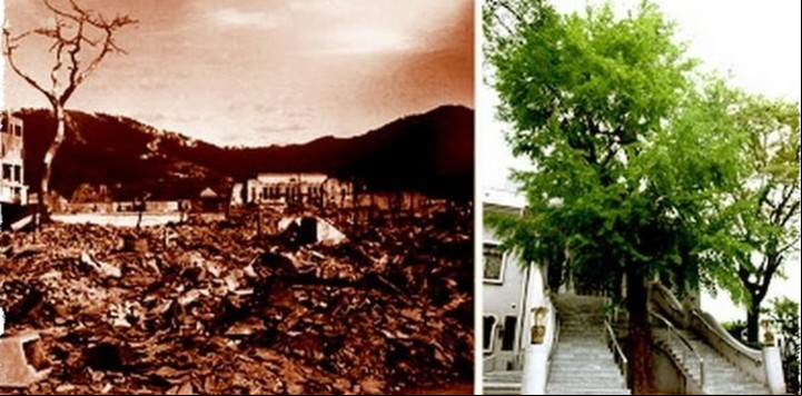 A 1.000 metros de donde cayó la bomba atómica en Hiroshima, sucedió algo casi milagroso: un ejemplar de ginkgo, situado en el templo Housenbou, logró sobrevivir.