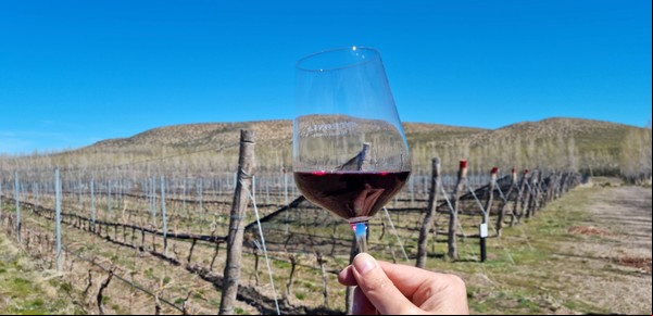 Cómo se hace el Malbec más austral del mundo, un vino argentino de alta gama en la Patagonia más extrema