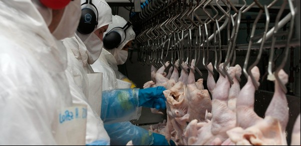 Argentina suspende importação de frango do Brasil 