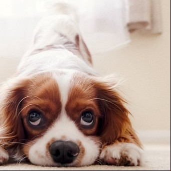 ¿Por qué los perros rascan la cama antes de acostarse?