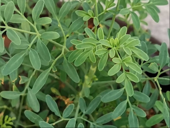 La planta de ruda también sirve para realizar limpiezas energéticas en el hogar. Foto: iStock