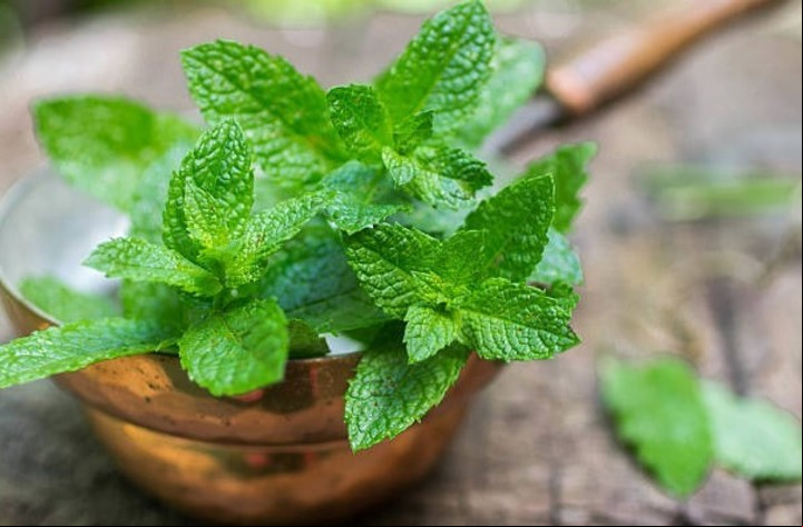 Cómo cuidar una planta de menta en casa. Foto: iStock.