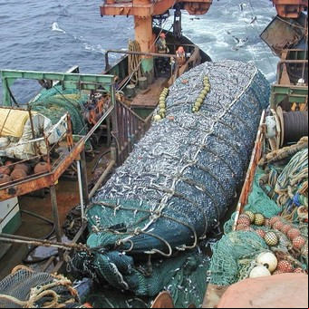 Confirman el nexo entre pesca de arrastre y cambio climático: por qué la Ley Ómnibus no busca salvar el mar
