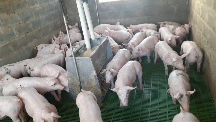 Actualmente producen 3600 kg de carne por madre y por año.