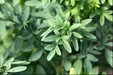 Para qué sirve el té de ruda, cómo se prepara y a qué hora hay que tomarlo