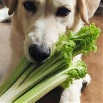 ¿Qué pasa si le doy apio a mi perro?