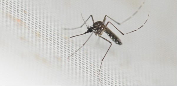 Polémica medida anti dengue: una ciudad ofrece dinero a cambio de mosquitos
