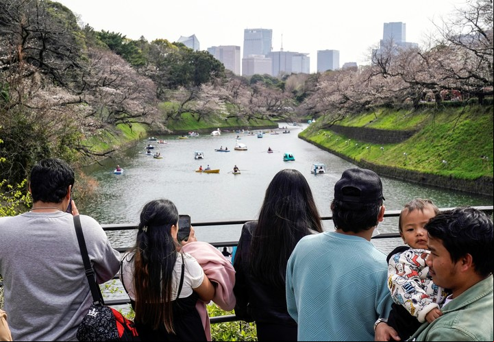 Los cerezos en flor, en Tokio. Foto EFE/EPA/KIMIMASA MAYAMA