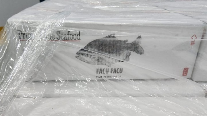 Pacú de exportación. Foto: Senasa.