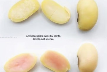 Biotecnología argentina: obtienen proteína de cerdo con semillas de soja