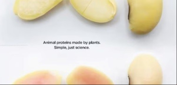 Biotecnología argentina: obtienen proteína de cerdo con semillas de soja