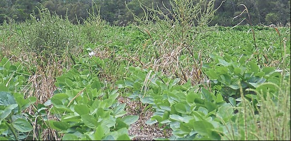 El yuyo colorado presenta nueva resistencia a herbicidas