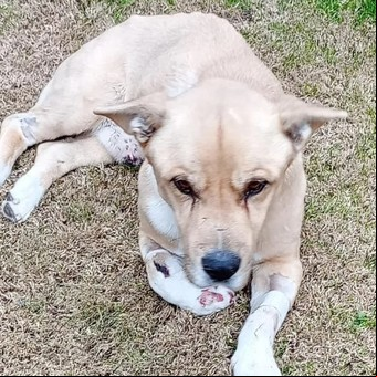 Una camioneta municipal de Mendoza atropelló a un perro y se fue sin asistirlo: la polémica justificación de las autoridades
