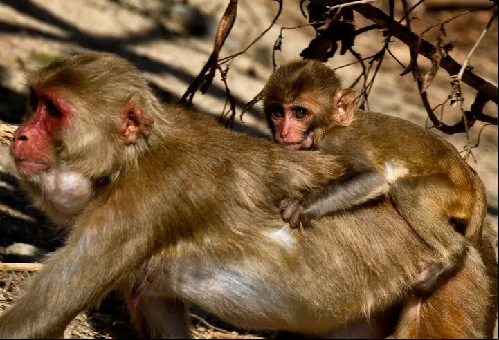 Los monos no han sido utilizados para pruebas. Foto: AP