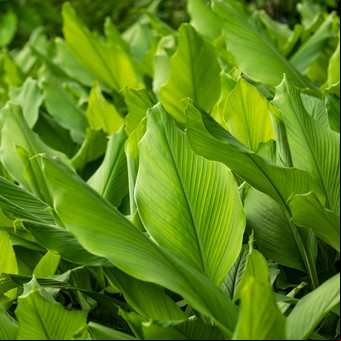 Guía para cultivar cúrcuma en casa: consejos y beneficios de esta planta ancestral