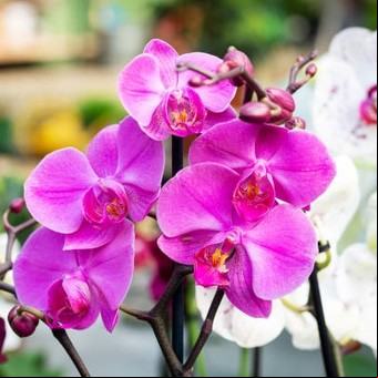 Cuál es el truco con café que puedes usar para que florezcan tus orquídeas 