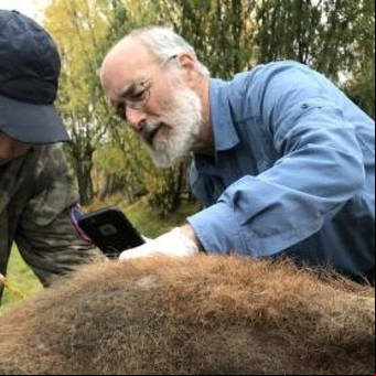 Por primera vez, hallan cromosomas fosilizados en un mamut de 52 mil años
