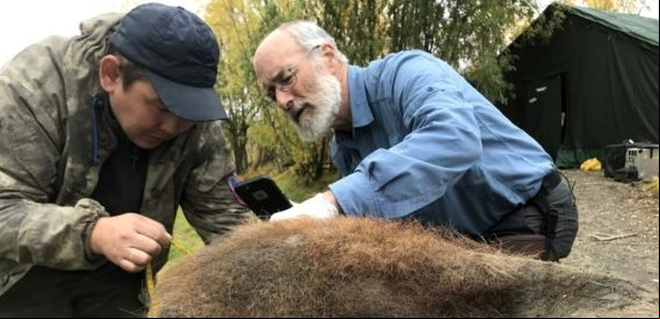 Por primera vez, hallan cromosomas fosilizados en un mamut de 52 mil años