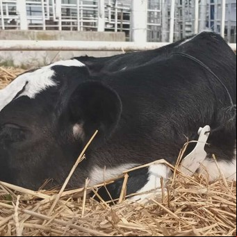 Delito rural: ladrones dispararon diez tiros a dos tamberos que lograron recuperar a los animales robados
