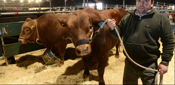 Las particularidades de una raza bovina nueva creada íntegramente por una universidad argentina 