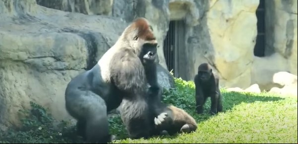 El impactante video viral de un gorila de espalda plateada interfiriendo en una pelea entre primates
