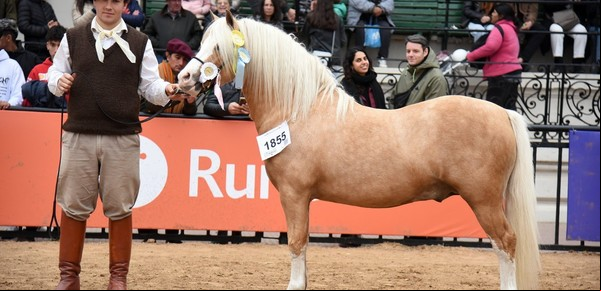Dos caballos petisos debutan en la Expo Rural y causan sensación entre los chicos