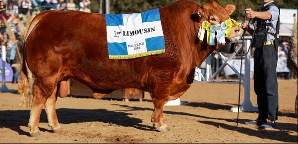 Expo Rural de Palermo: Limousin consagró a sus grandes campeones 