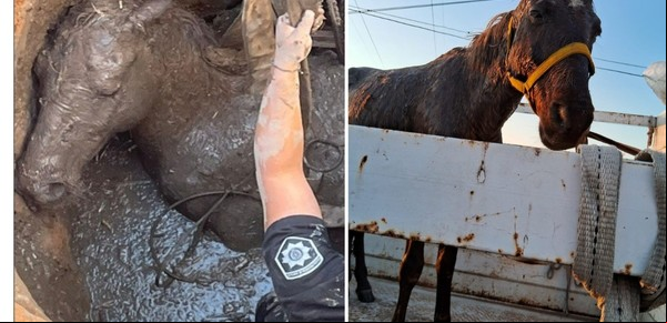 Dramático rescate de un caballo que cayó a un pozo ciego en Rosario: tenía signos de maltrato y ahora espera ser adoptado