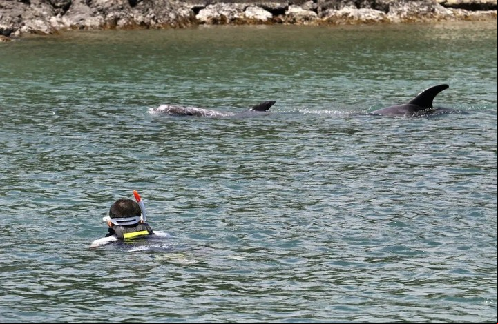 Un visitante nada con dos delfines liberados en una zona limitada de Taiji, ciudad ballenera del oeste de Japón, el mes pasado. Foto Kyodo News