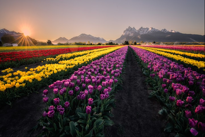 Campo te tulipanes en Trevelin, Chubut, pueblo distinguido en 2024. Foto Tulipanes Patagonia