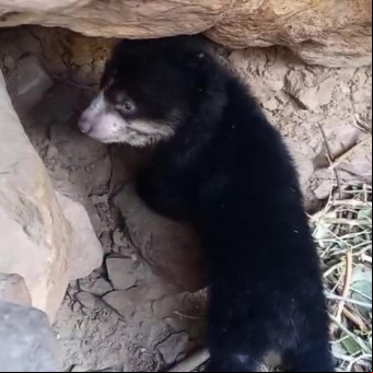 Nació un animal en vías de extinción: un oso de anteojos 