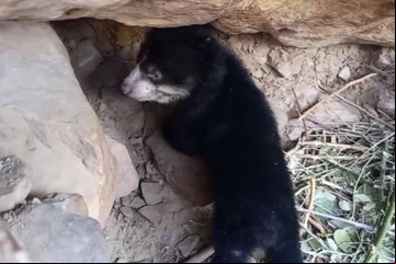 Nació un animal en vías de extinción: un oso de anteojos 