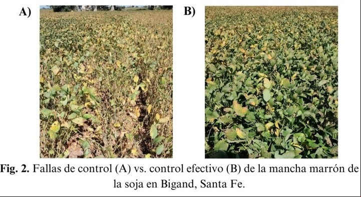 Presencia de mancha marrón en lotes de soja en Santa Fe.