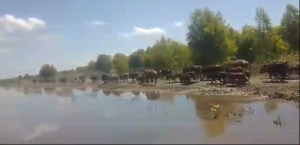 "Disparado alarmantemente": autorizan en una provincia la caza deportiva de dos de las mayores plagas que impactan en el campo