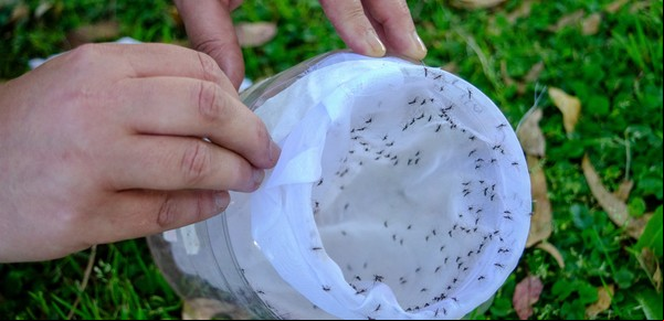 Llega otra ola de calor tras la lluvia y un nuevo índice mide ahora el riesgo de ser picado por mosquitos en casa