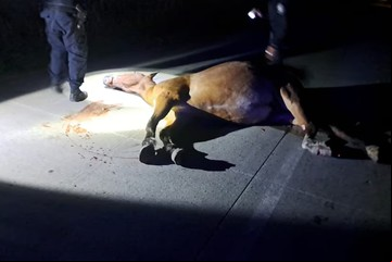 Chocó contra un caballo en La Plata, lo mató y murió