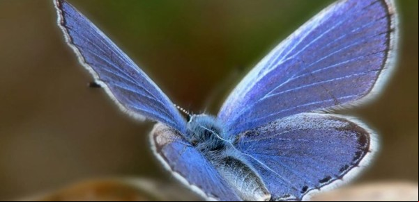 Descubrieron cual fue el primer insecto extinguido por la mano del hombre