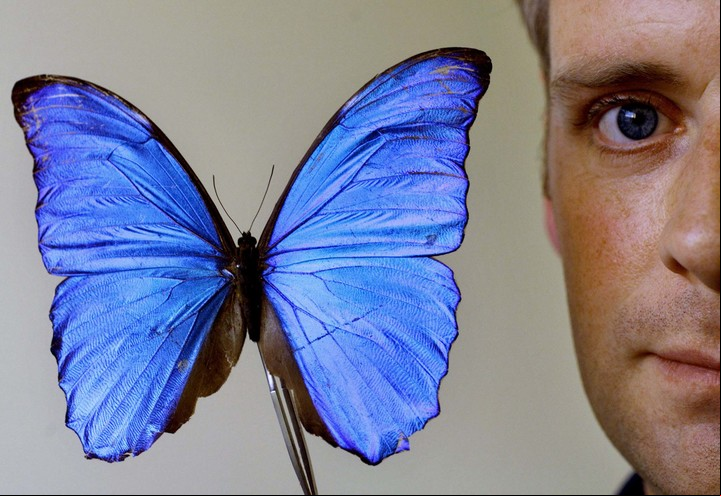 Mariposa morpho azul. Archivo.