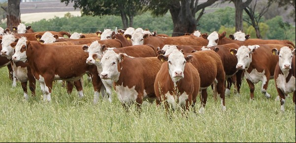 Producen carne certificada con marca propia y la exportan a un emblemático país europeo