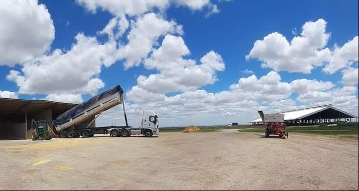El tambo de los Giraudo en Villa María consume unas 3.500 toneladas de picado de maíz por año.