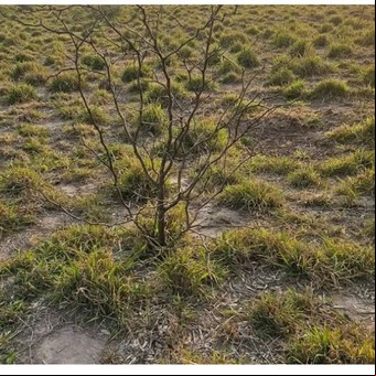 Avanzan en un manejo integral de malezas invasoras leñosas, semi-leñosas y herbáceas en el NEA