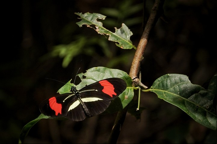 Mariposas, enormes, acompañan el trayecto. Foto: Martín Bonetto/Enviado especial