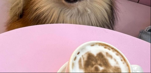 Cómo es el bar donde las mascotas se sientan a tomar un café con sus humanos