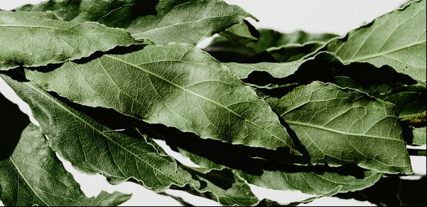 Dónde colocar hojas de laurel en casa para atraer la abundancia, según el Feng Shui